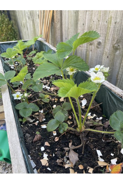 Полуниця Darselect - вирощування в домашніх умовах 